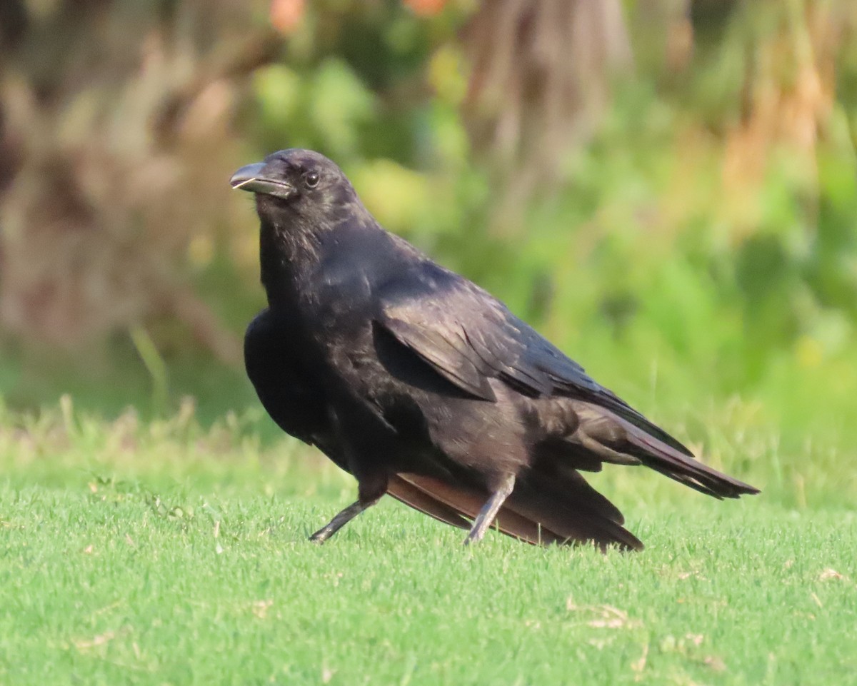 Corvus sp. (crow sp.) - ML586096051