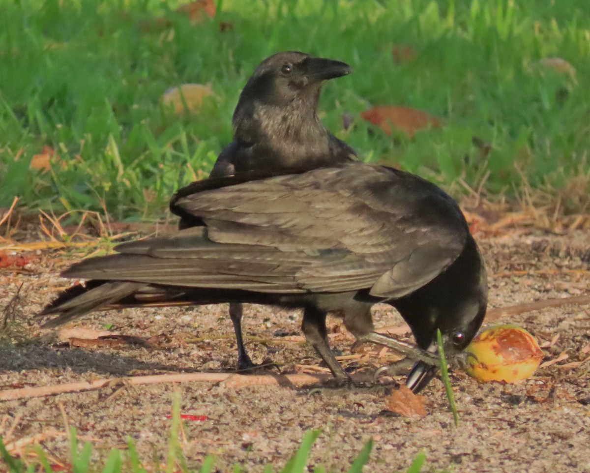 Corvus sp. (crow sp.) - ML586096081