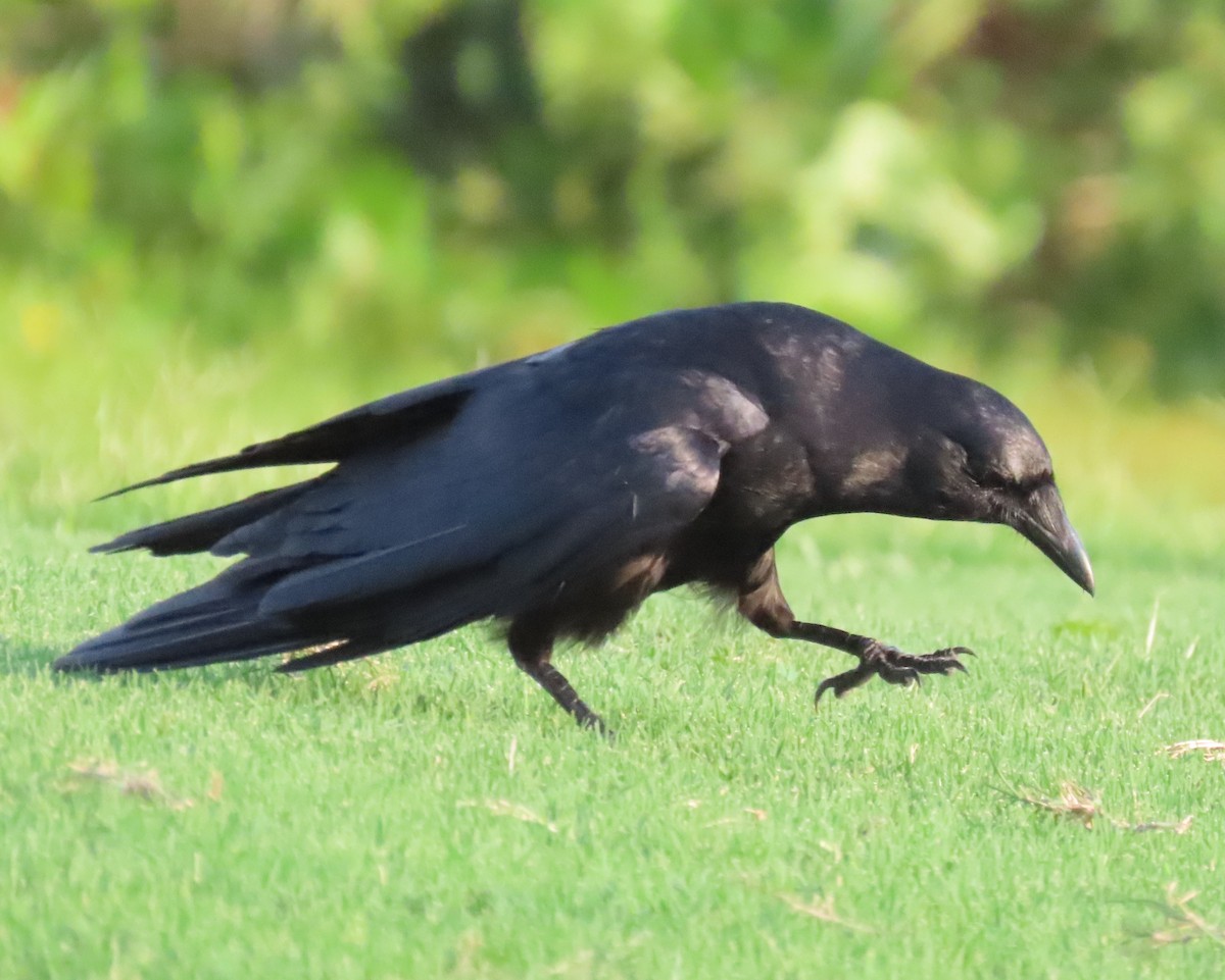 Corvus sp. (crow sp.) - ML586096091