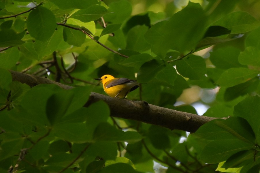 Prothonotary Warbler - ML586096151
