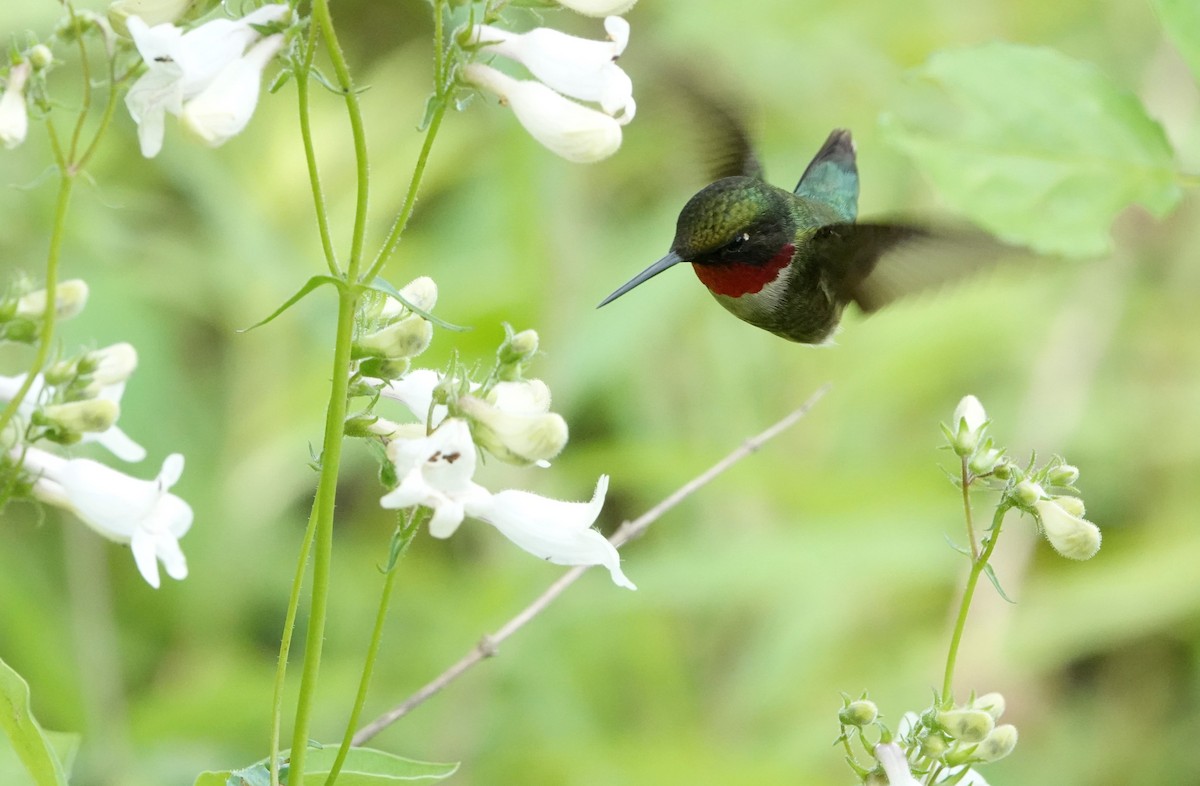 Ruby-throated Hummingbird - ML586097531