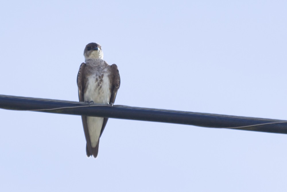 Brown-chested Martin - ML586110691