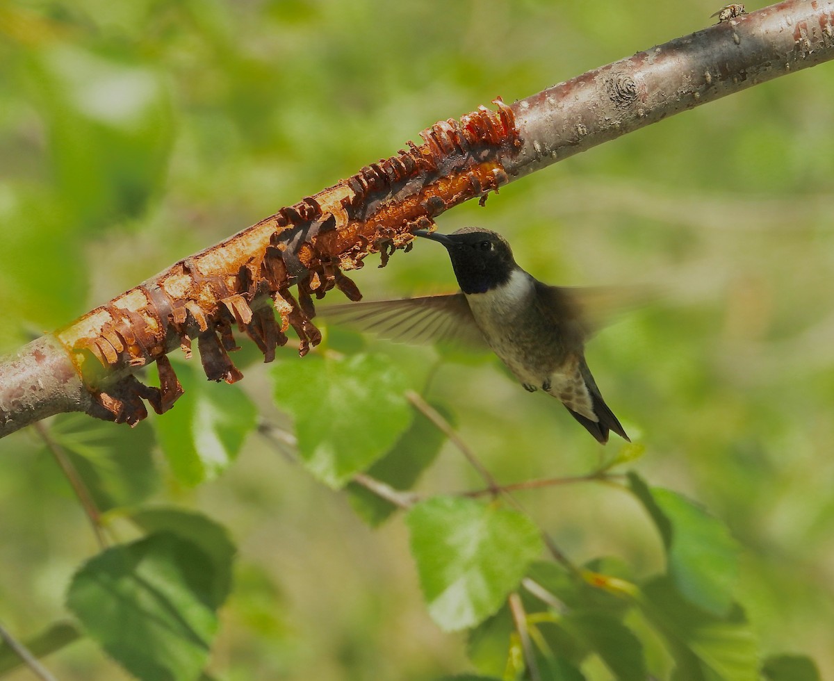 Black-chinned Hummingbird - ML586111491
