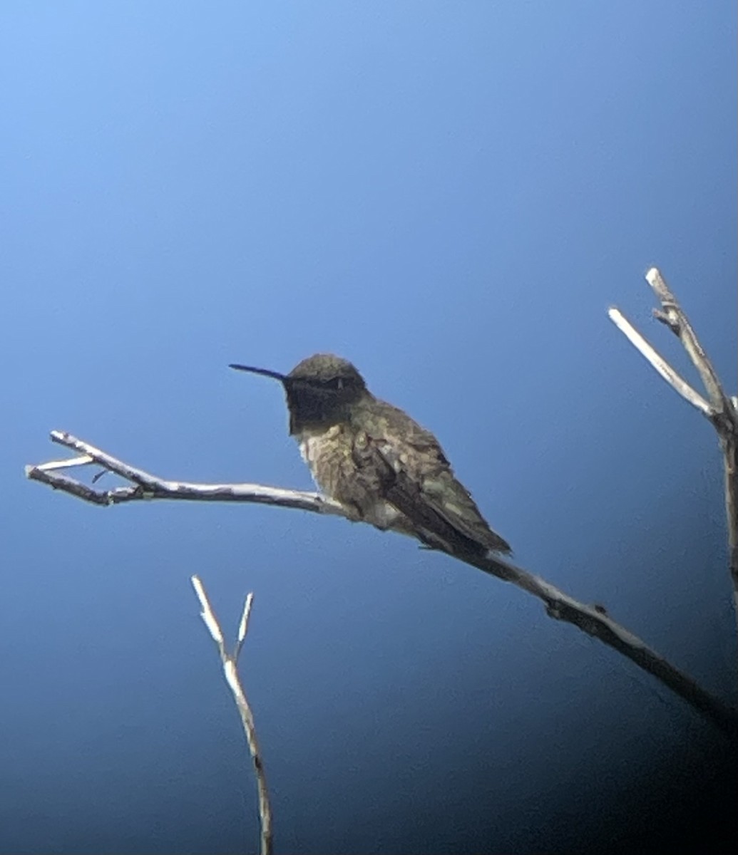 Black-chinned Hummingbird - ML586112131
