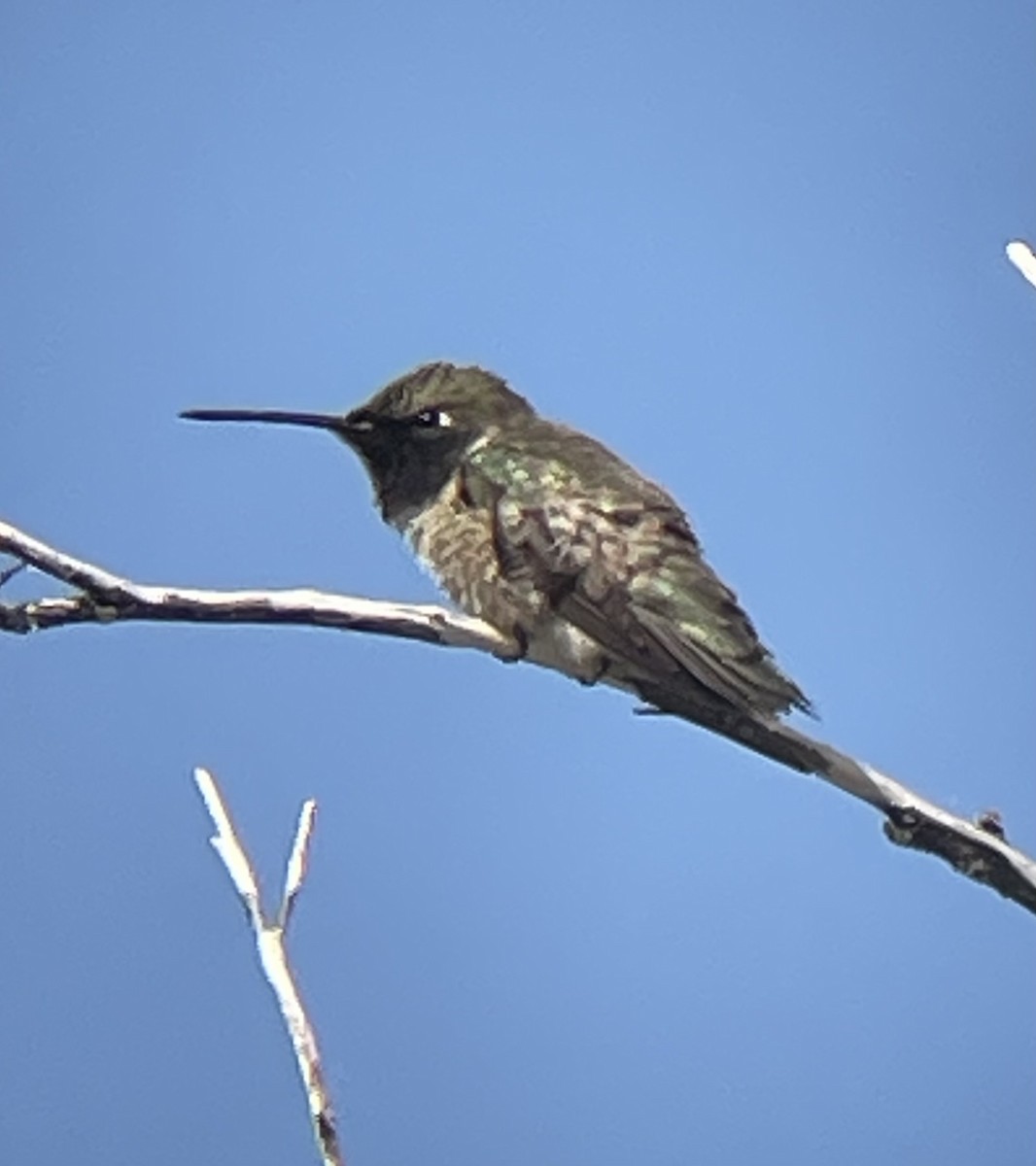 Black-chinned Hummingbird - ML586112141