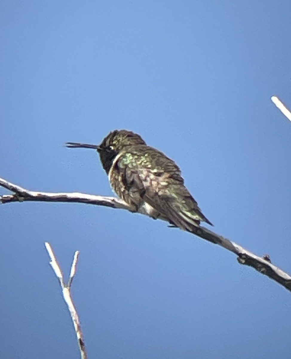 Black-chinned Hummingbird - ML586112151