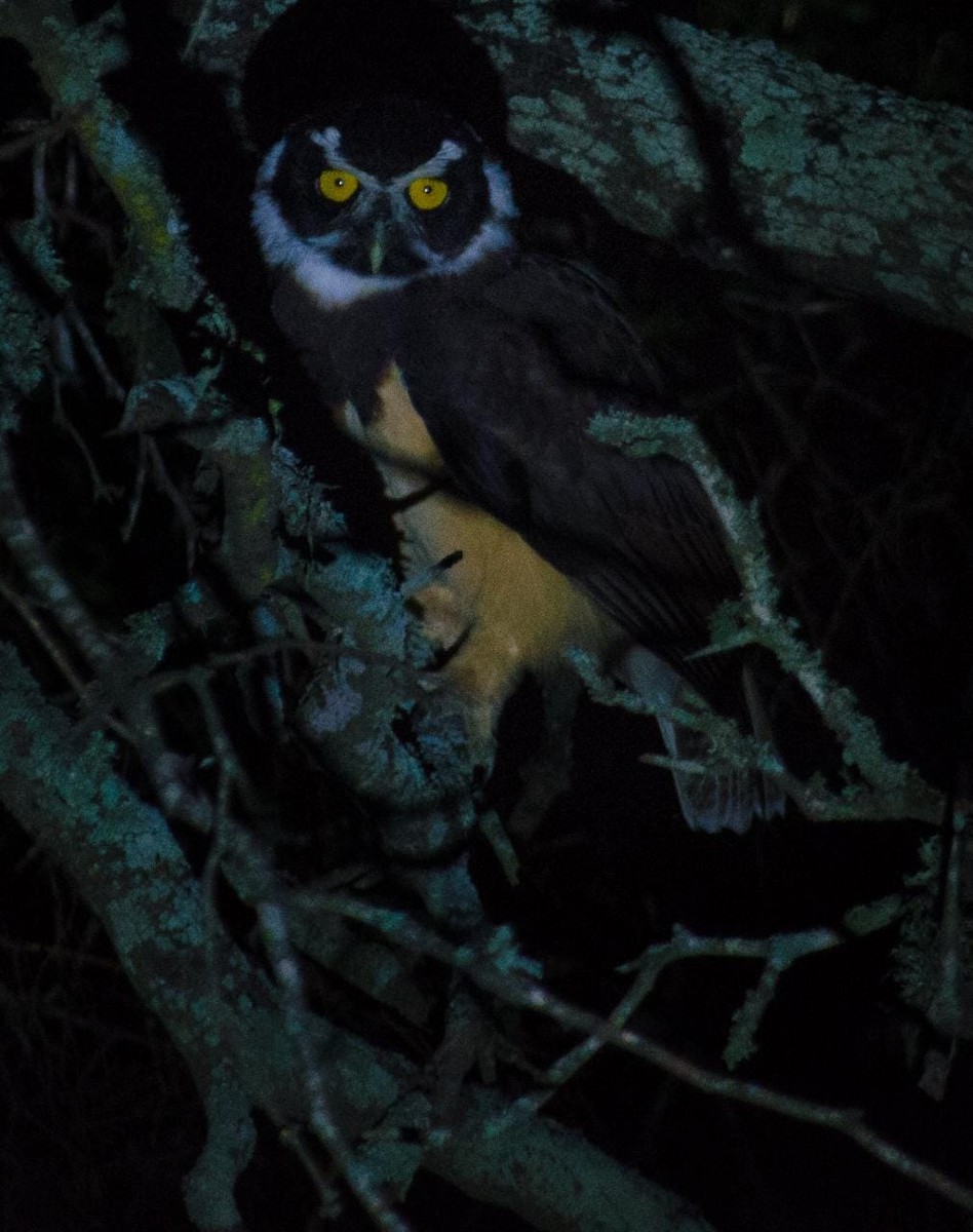 Spectacled Owl - ML586114351