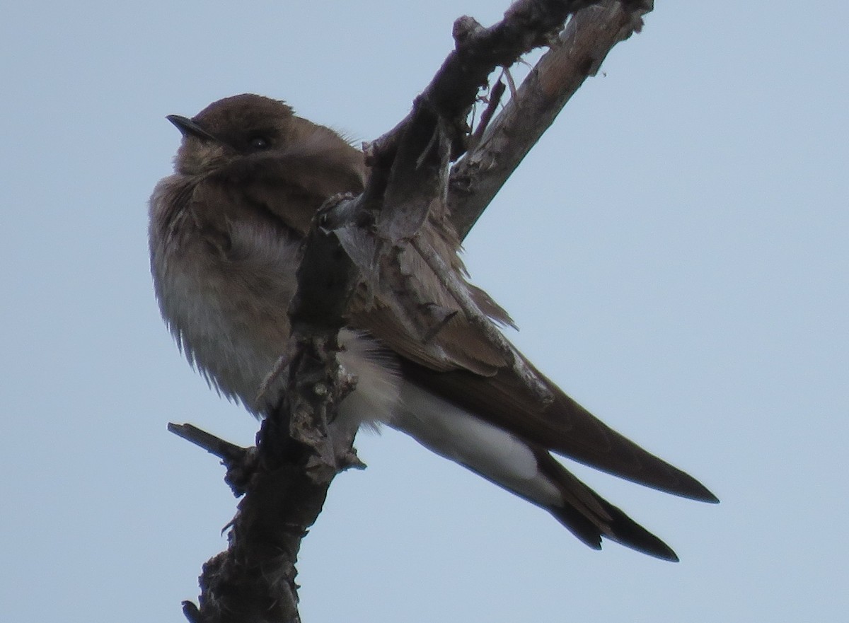 Northern Rough-winged Swallow - ML58611581