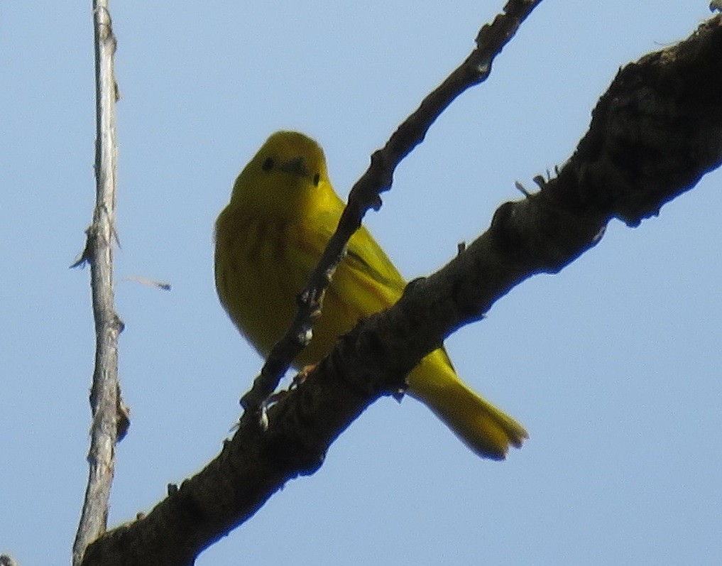 Yellow Warbler - ML58611741