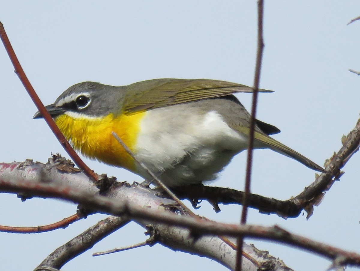 Yellow-breasted Chat - Jan Thom