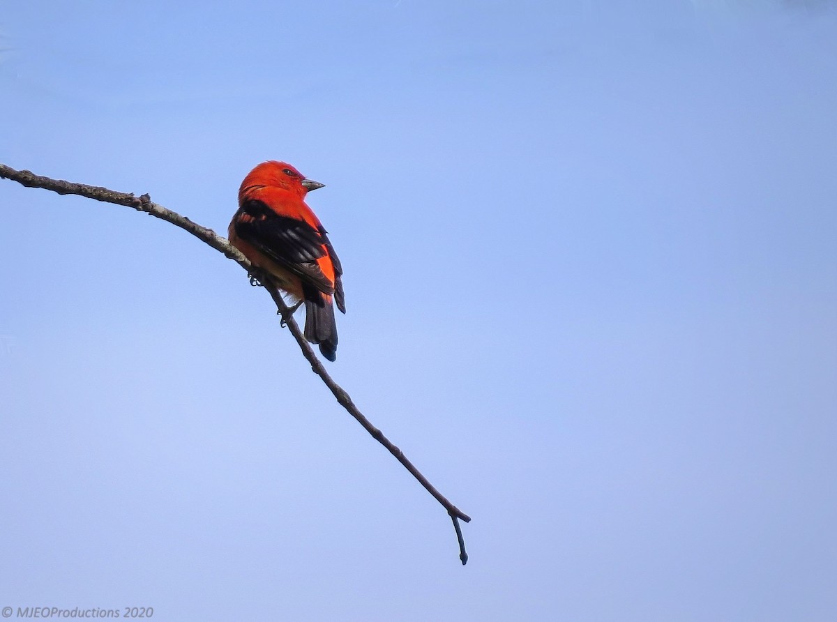 Scarlet Tanager - ML586120501