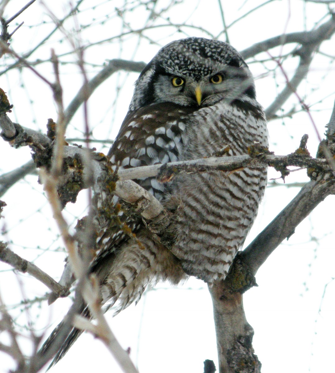 Northern Hawk Owl - Charlotte Byers
