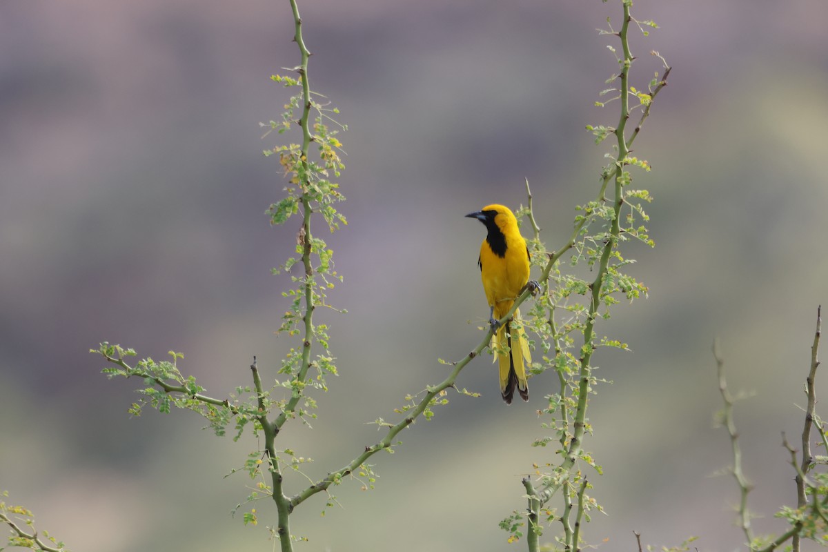 Yellow-tailed Oriole - ML586123811