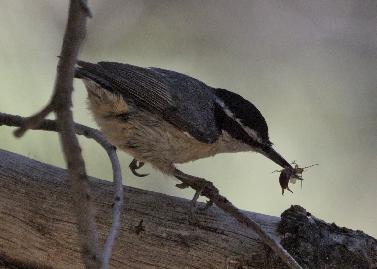 Red-breasted Nuthatch - ML586124921