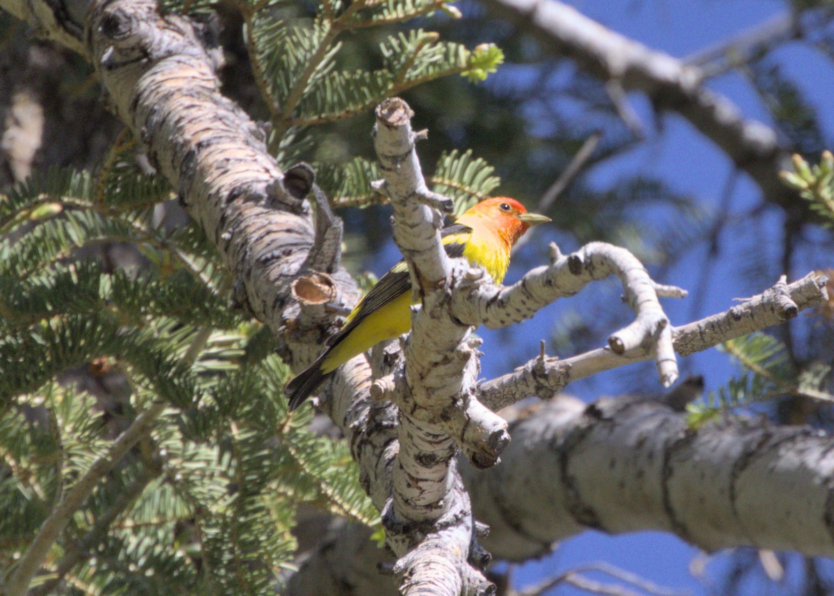 Western Tanager - ML586124961