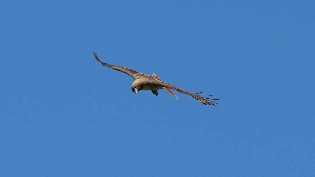 Red-tailed Hawk - ML586126331