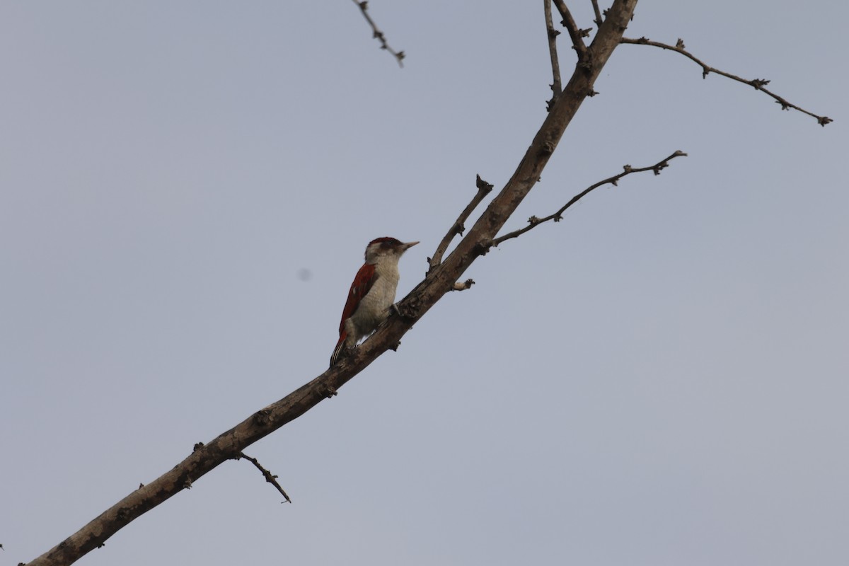Scarlet-backed Woodpecker - Jorge Alcalá