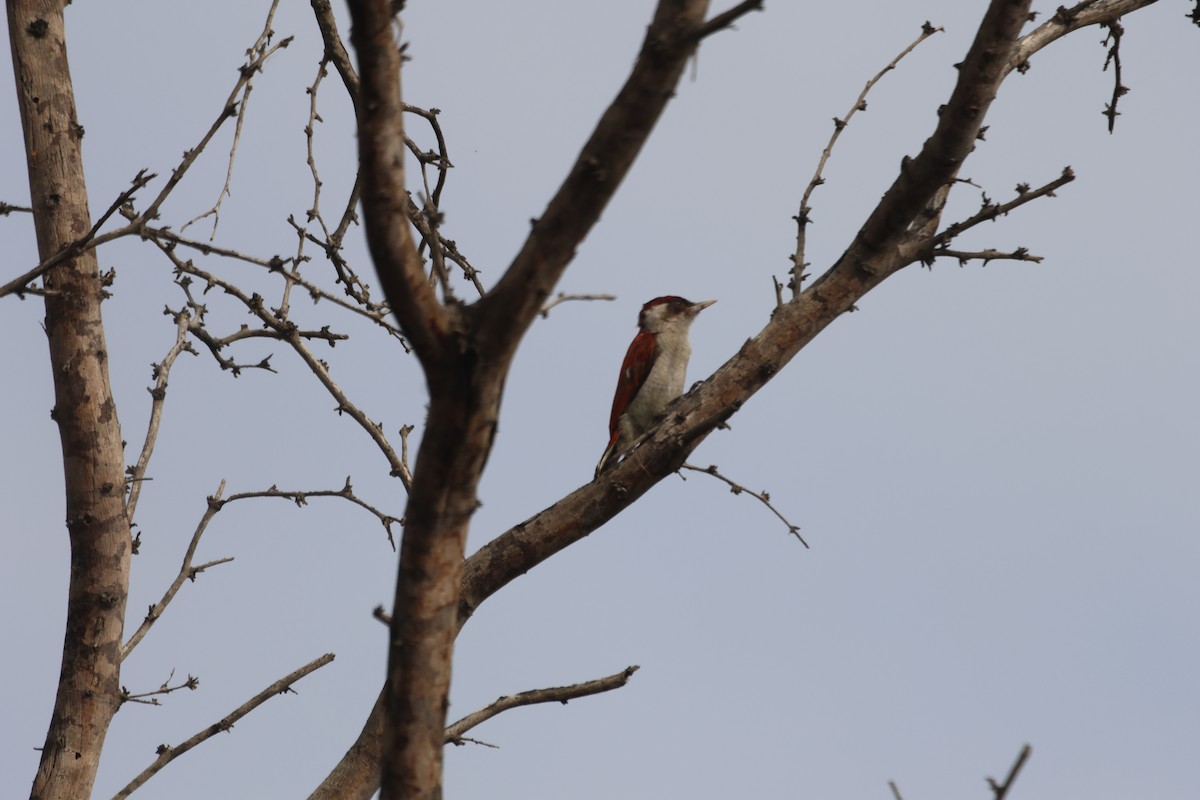 Scarlet-backed Woodpecker - ML586127171