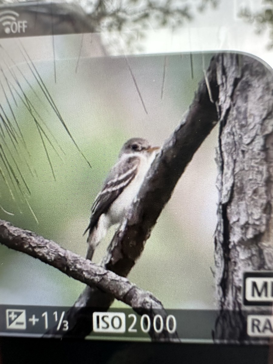 eBird Checklist - 18 Jun 2023 - San Felasco Hammock Preserve SP--Yellow ...