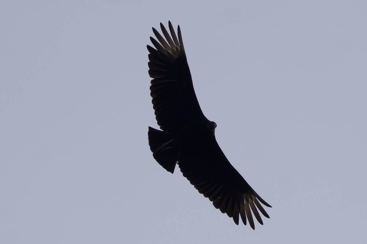 Black Vulture - ML586127611