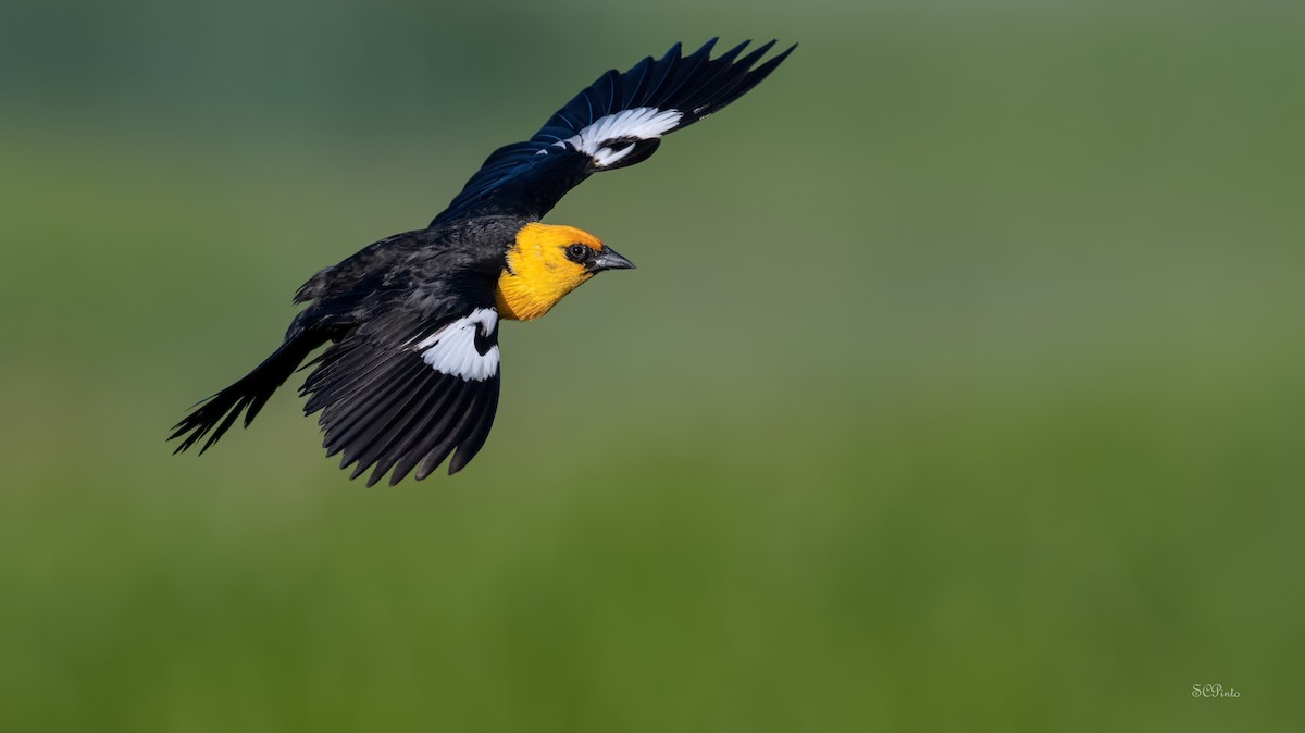 Yellow-headed Blackbird - ML586127761