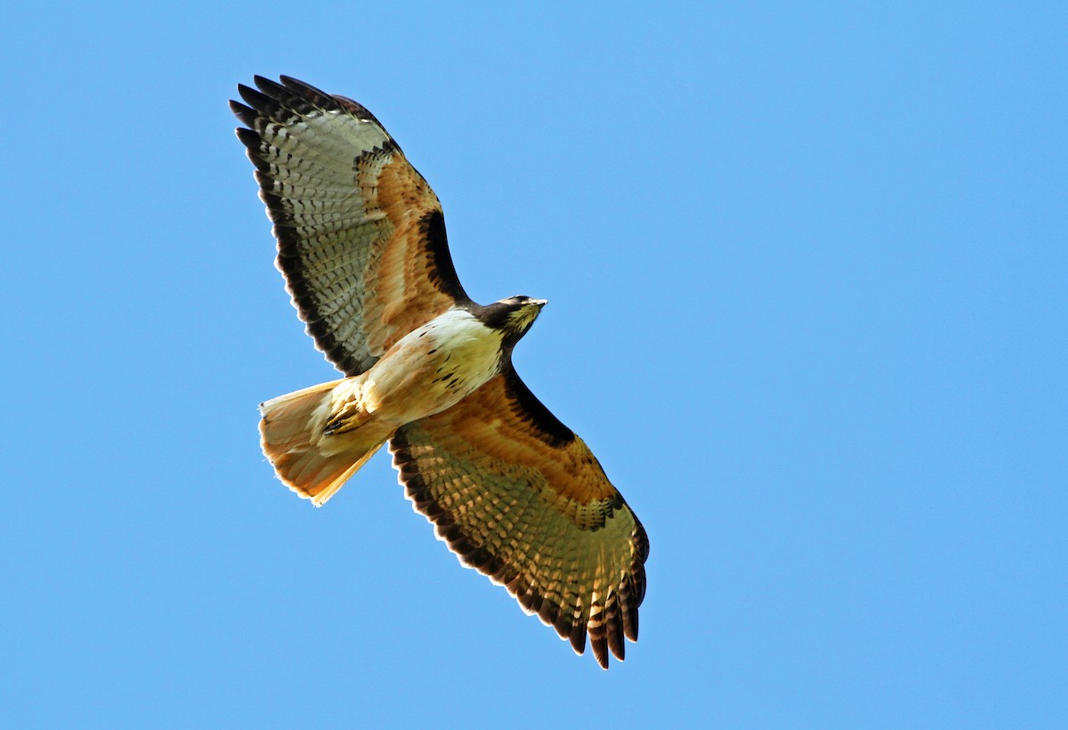 Red-tailed Hawk - Andrew Spencer
