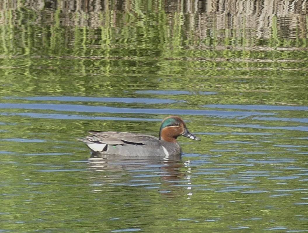 Green-winged Teal - ML586130811