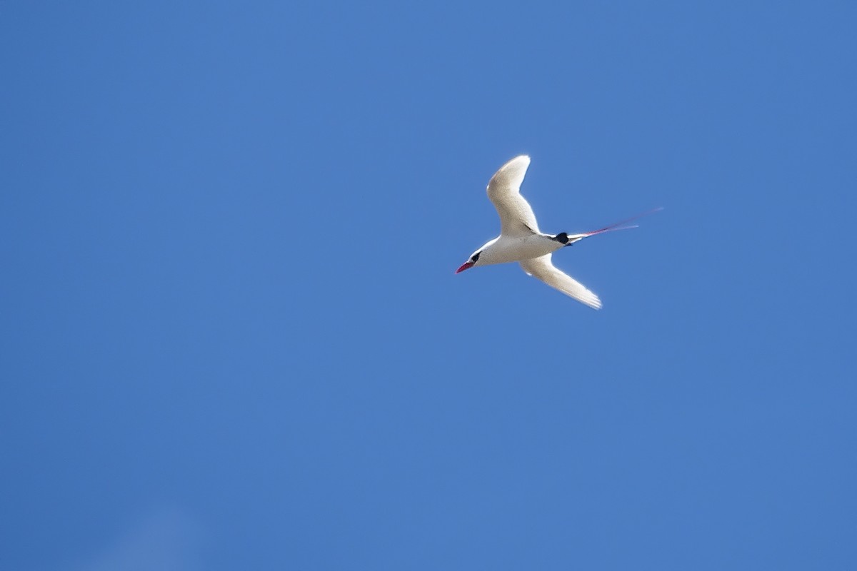 Red-tailed Tropicbird - ML586134131