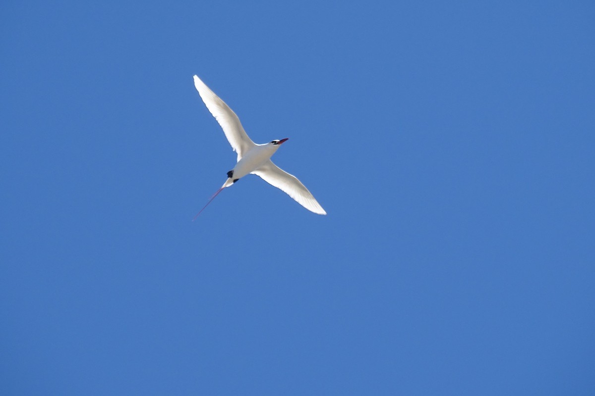 Red-tailed Tropicbird - ML586134601