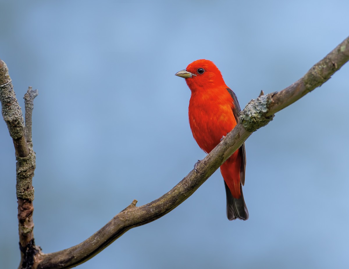 Scarlet Tanager - ML586135941