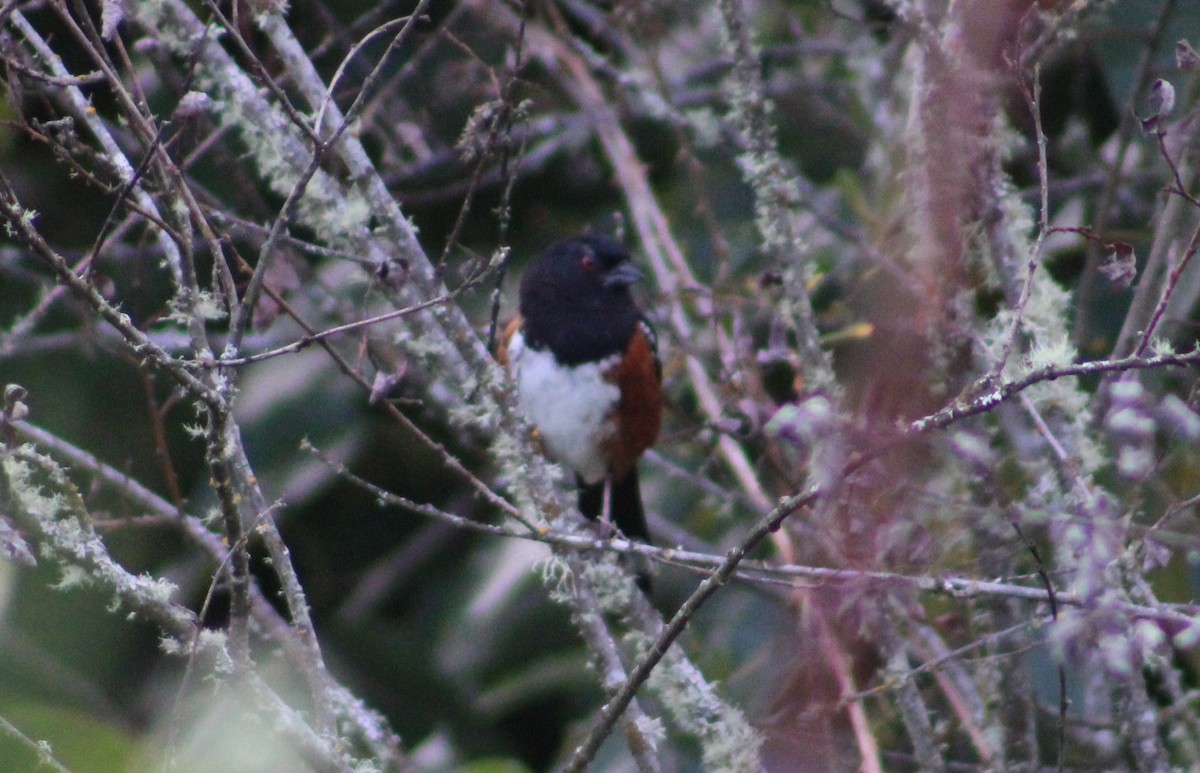 Spotted Towhee - ML586136471