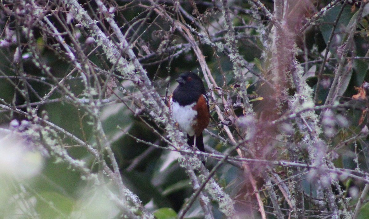 Spotted Towhee - ML586136481