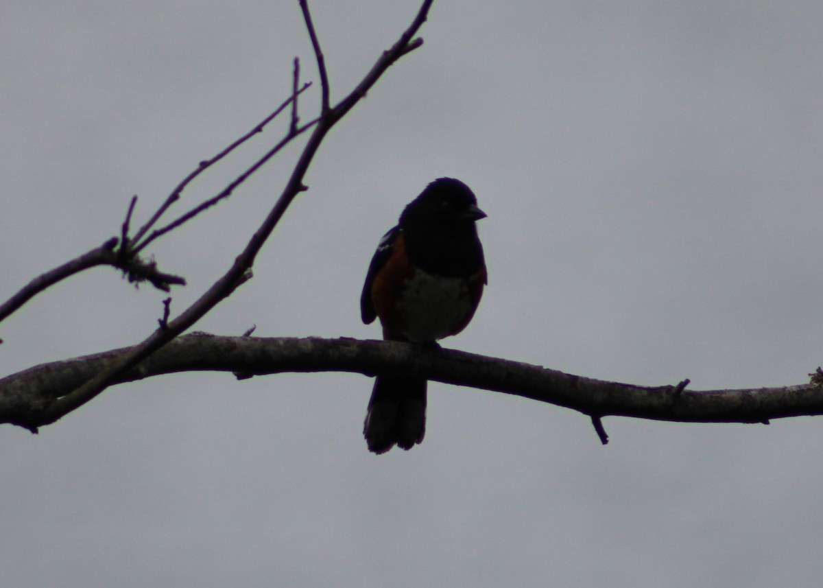 Spotted Towhee - ML586136491