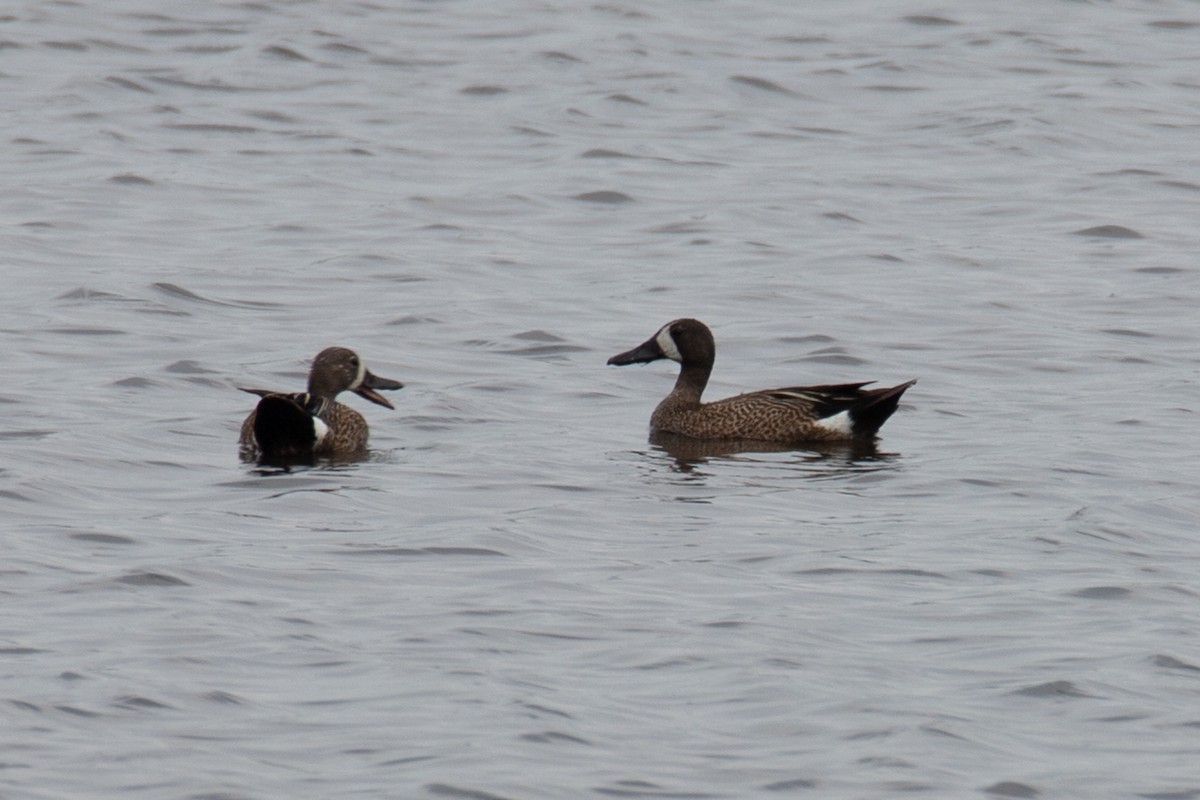 EBird Checklist 18 Jun 2023 St Marks NWR Mounds Pool No 1 11 Species