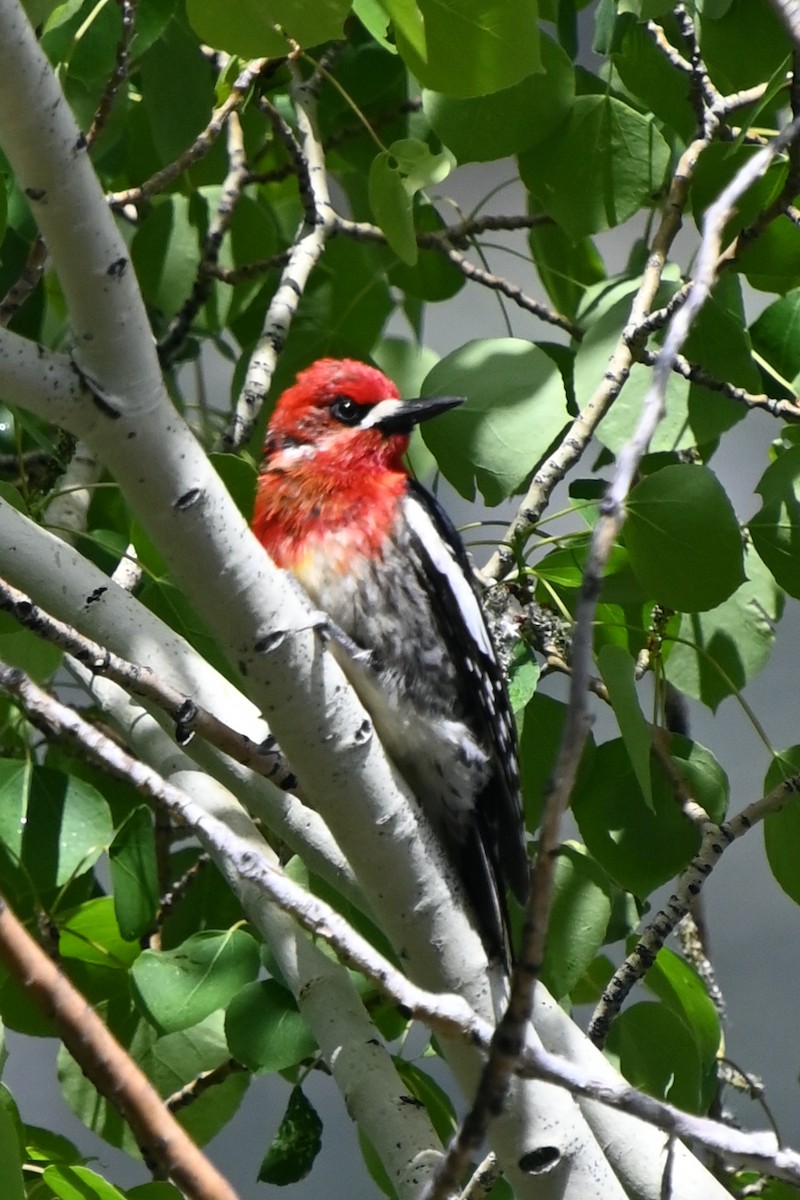 Red-breasted Sapsucker - ML586142231