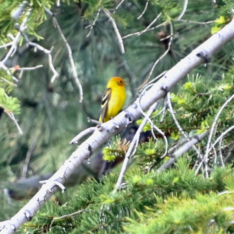 Western Tanager - ML586142601