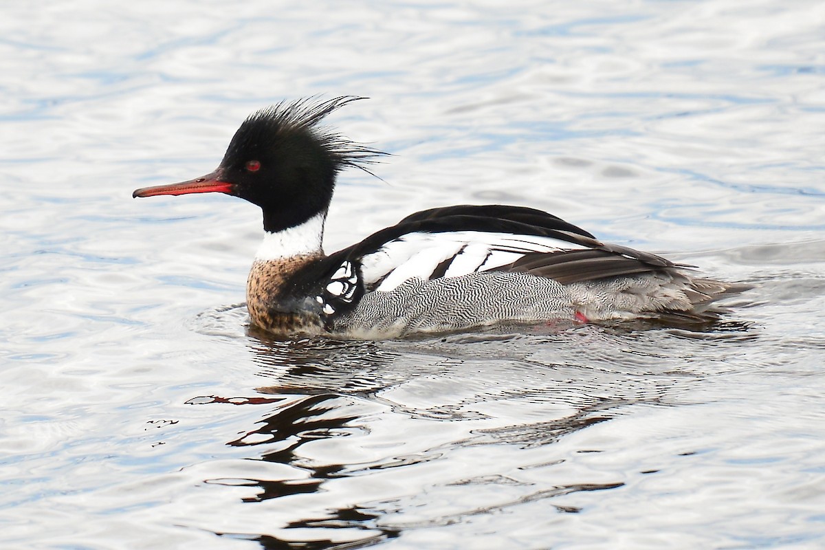 Red-breasted Merganser - Michel Laferriere