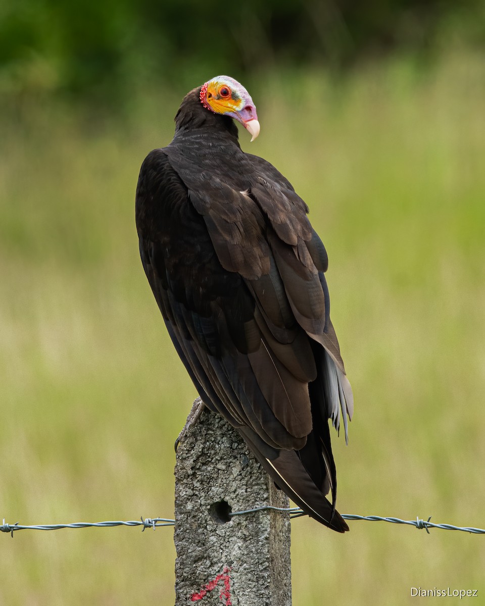 Lesser Yellow-headed Vulture - Diana López G