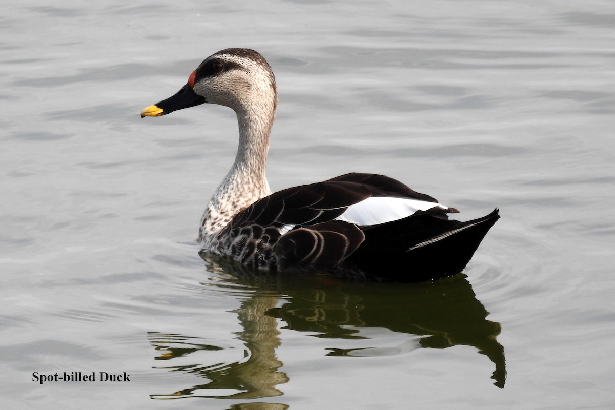 Indian Spot-billed Duck - ML58615871