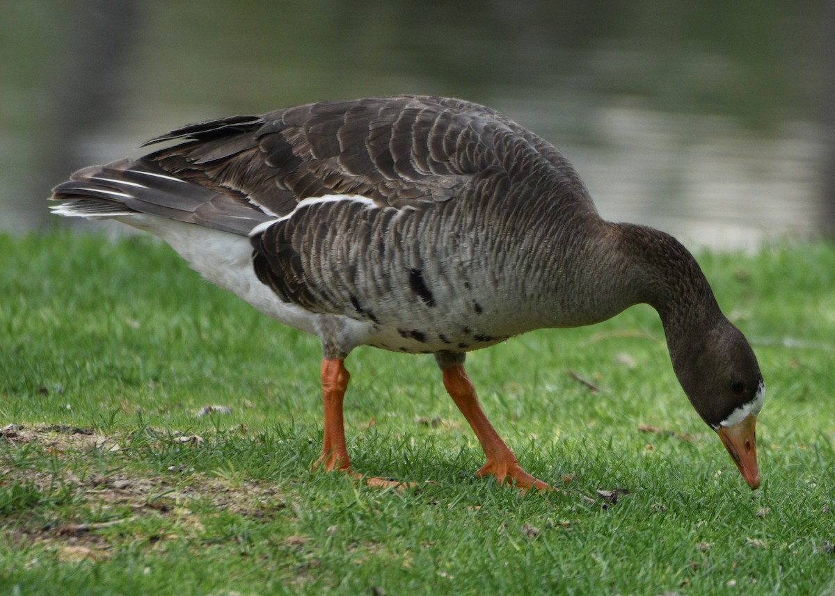 Greater White-fronted Goose - ML586159291