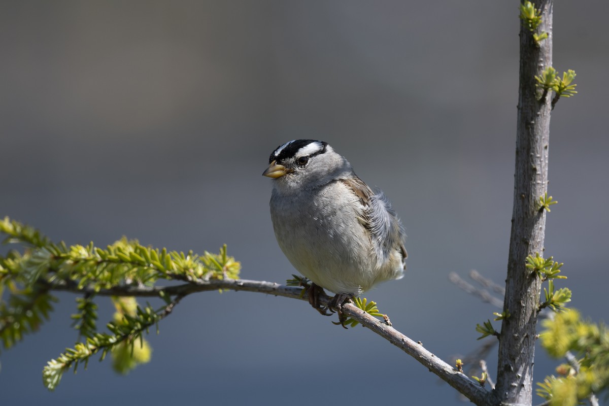 White-crowned Sparrow (pugetensis) - ML586159361