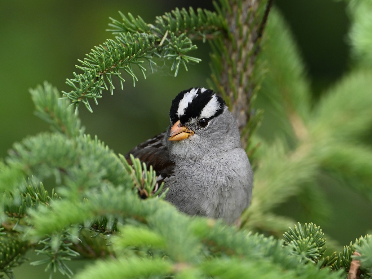White-crowned Sparrow - ML586160281