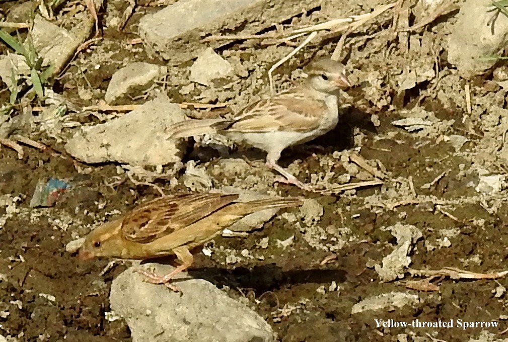 Yellow-throated Sparrow - Alan Green