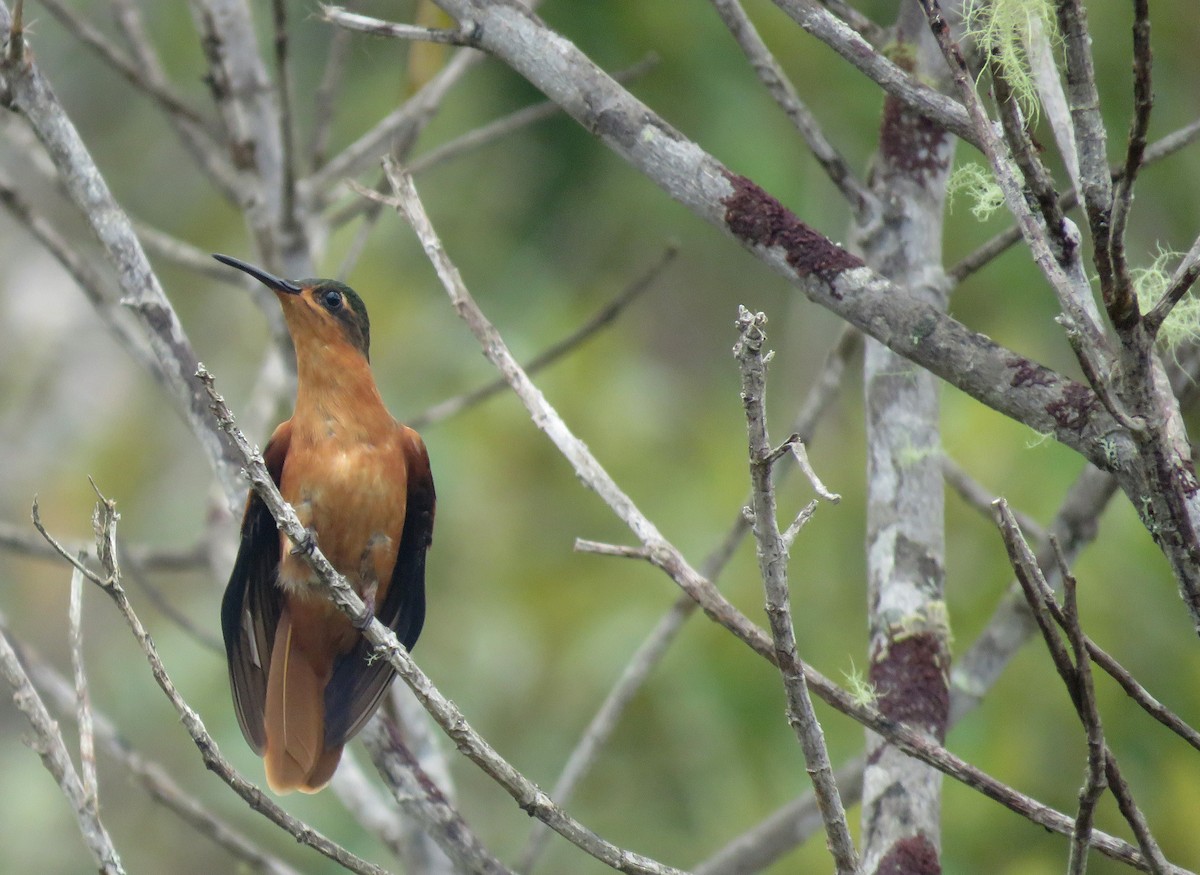 Rufous-breasted Sabrewing - ML586160391