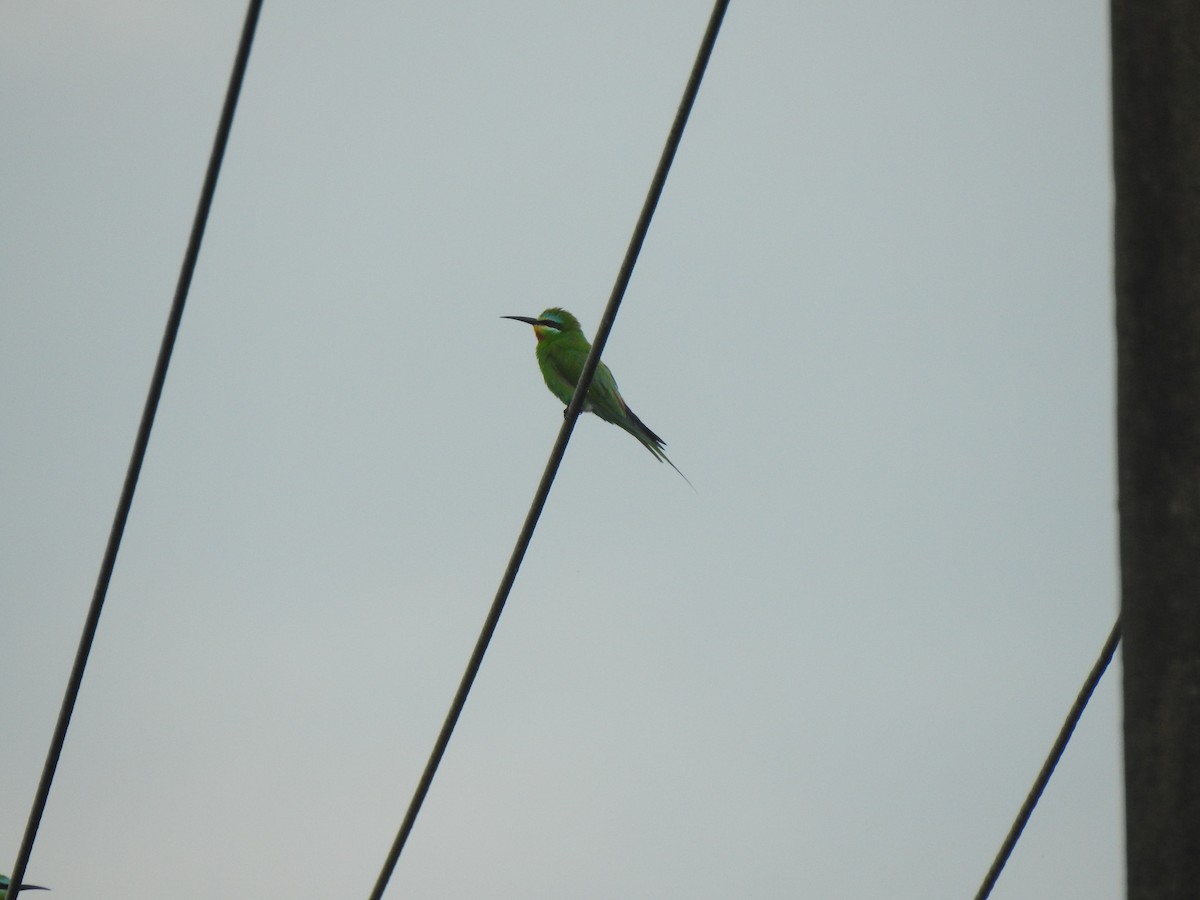 Blue-cheeked Bee-eater - ML586160971