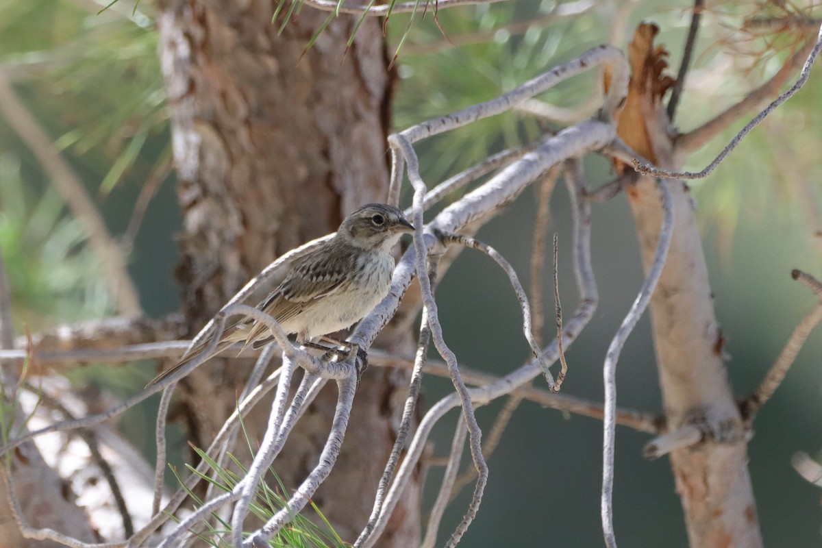 Bell's Sparrow (canescens) - ML586160991