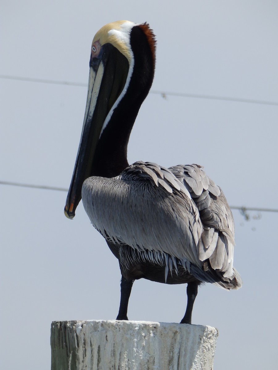 pelikán hnědý - ML586163681
