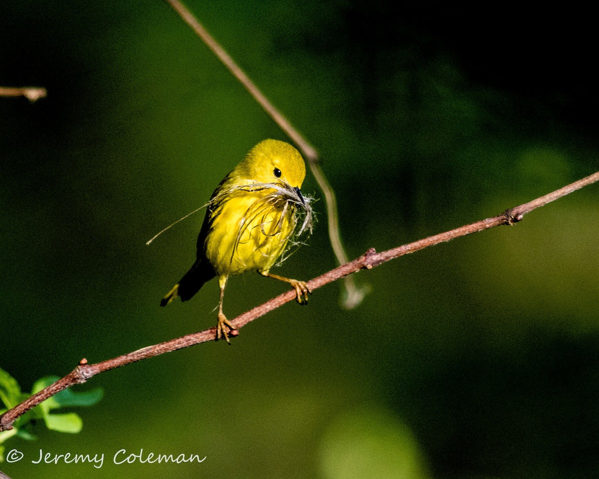 Yellow Warbler - Jeremy Coleman