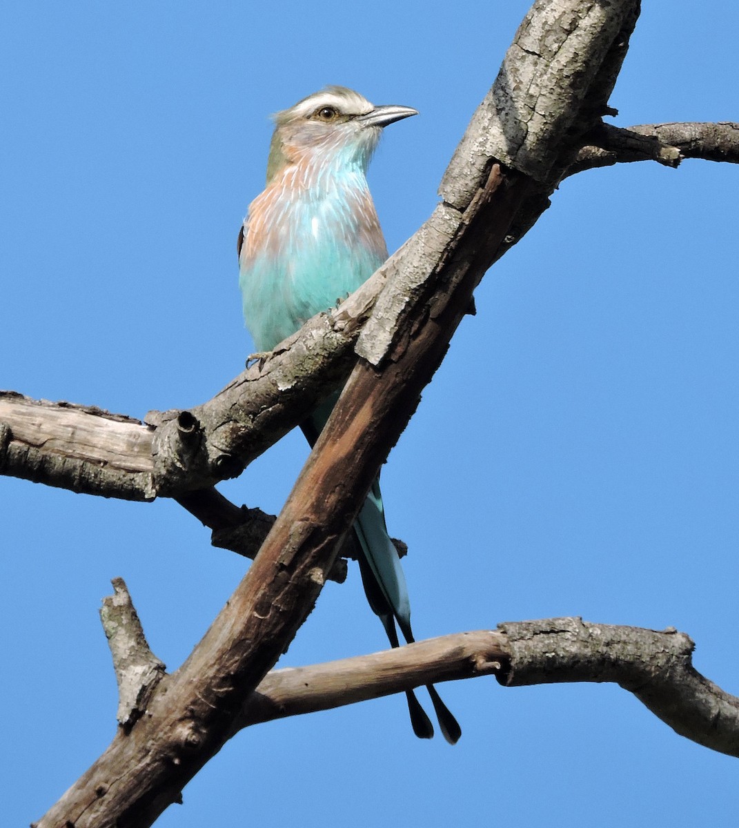 Racket-tailed Roller - ML58616751