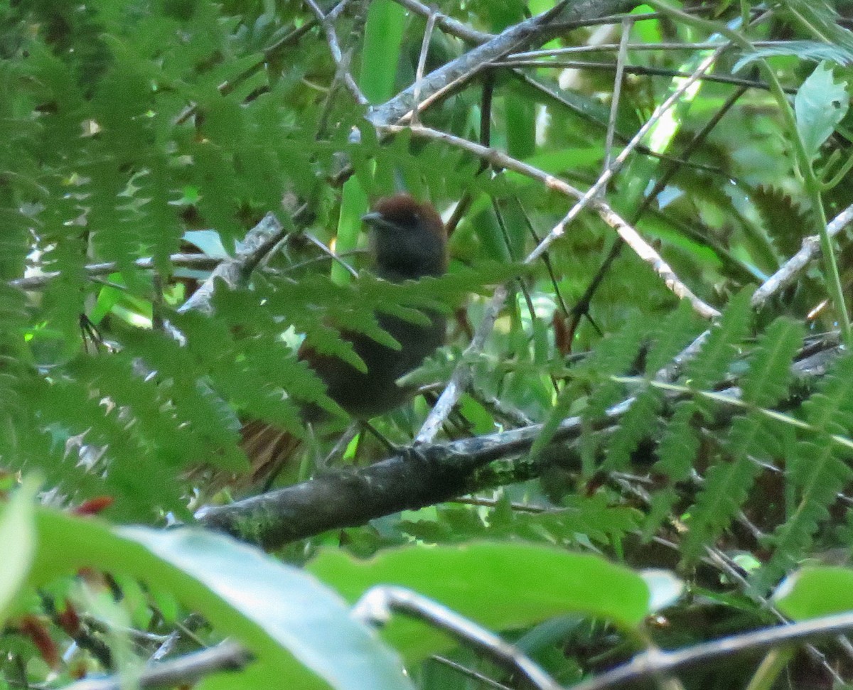McConnell's Spinetail - ML586168901